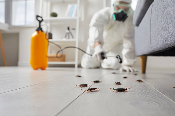 Commercial Kitchen Cockroach Control in Choudrant